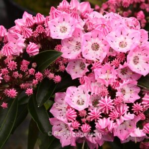 Kalmia latifolia 'Bridesmaid'