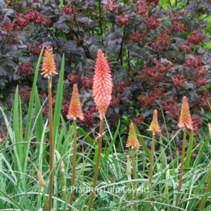 Kniphofia uvaria