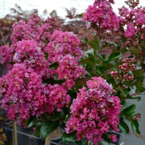 Lagerstroemia 'Berry Dazzle'