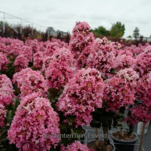 Lagerstroemia indica 'Coral Magic'