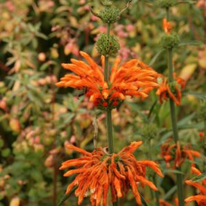 Leonotis leonoris