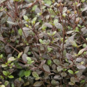 Lophomyrtus ralphii 'Purpurea Nana'