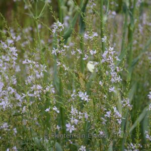 Lythrum virgatum 'White Swirl'
