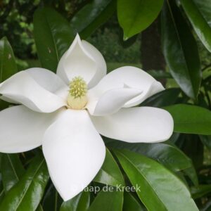 Magnolia grandiflora 'Galissonniere'