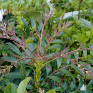 Mahonia eurybracteata 'Hillmah' (METEOR)