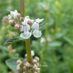 Nepeta nuda 'Anne's Choice'