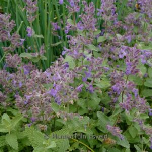 Nepeta racemosa 'Superba'
