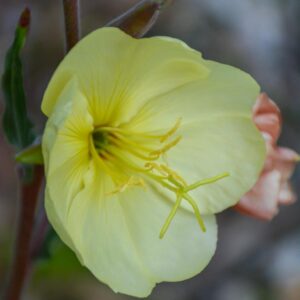 Oenothera odorata 'Apricot Delight'