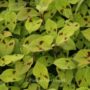Persicaria virginiana 'Lance Corporal'