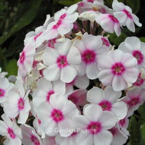Phlox paniculata 'Europa'