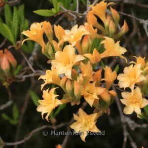 Rhododendron 'Bartholo Lazzari' (Azalea)