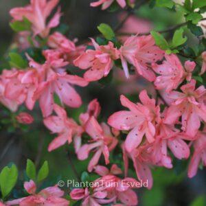 Rhododendron 'Blaauw's Pink' (Azalea)