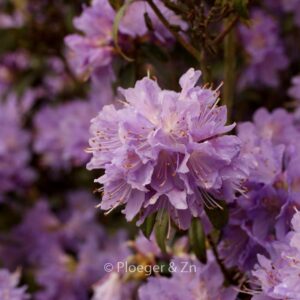 Rhododendron 'Blue Tit Magor'