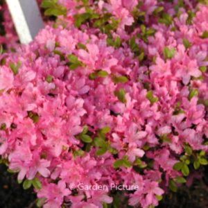Rhododendron 'Diamant Rose' (Azalea)