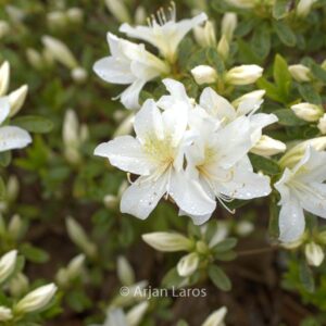 Rhododendron 'Everest' (Azalea)