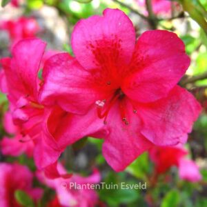 Rhododendron x obtusum 'Fiener' (Azalea)