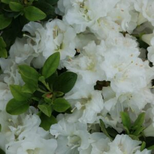 Rhododendron 'Hacheis' (EISPRINZESSIN) (Azale