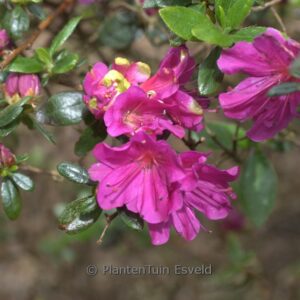 Rhododendron 'Hiroko' (GEISHA PURPURROSA) (Az