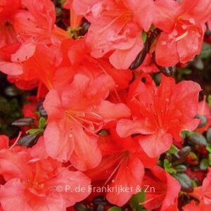 Rhododendron 'Maruschka' (Azalea)