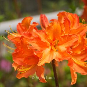 Rhododendron 'Spicy Lights' (Azalea)