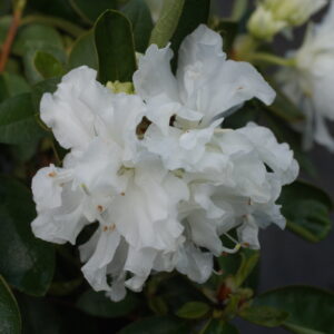 Rhododendron 'White Hope' (Azalea)