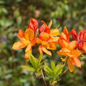 Rhododendron calendulaceum
