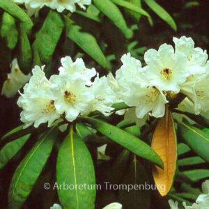 Rhododendron galactinum