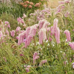Sanguisorba hakusanensis
