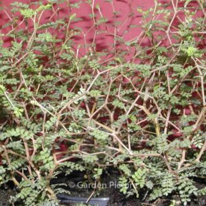 Sophora 'Little Baby'