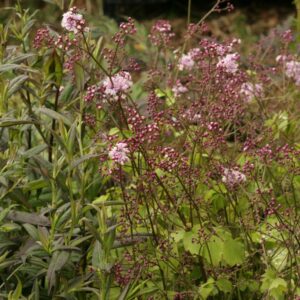 Thalictrum actaeifolium 'Perfume Star'
