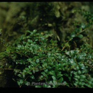 Vaccinium crassifolium