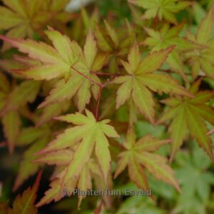 Acer palmatum 'Mila'