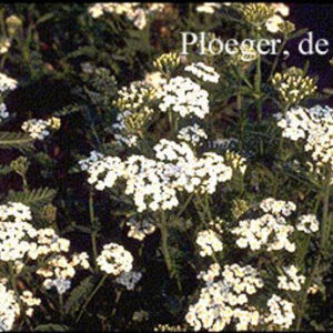 Achillea millefolium 'Schneetaler'