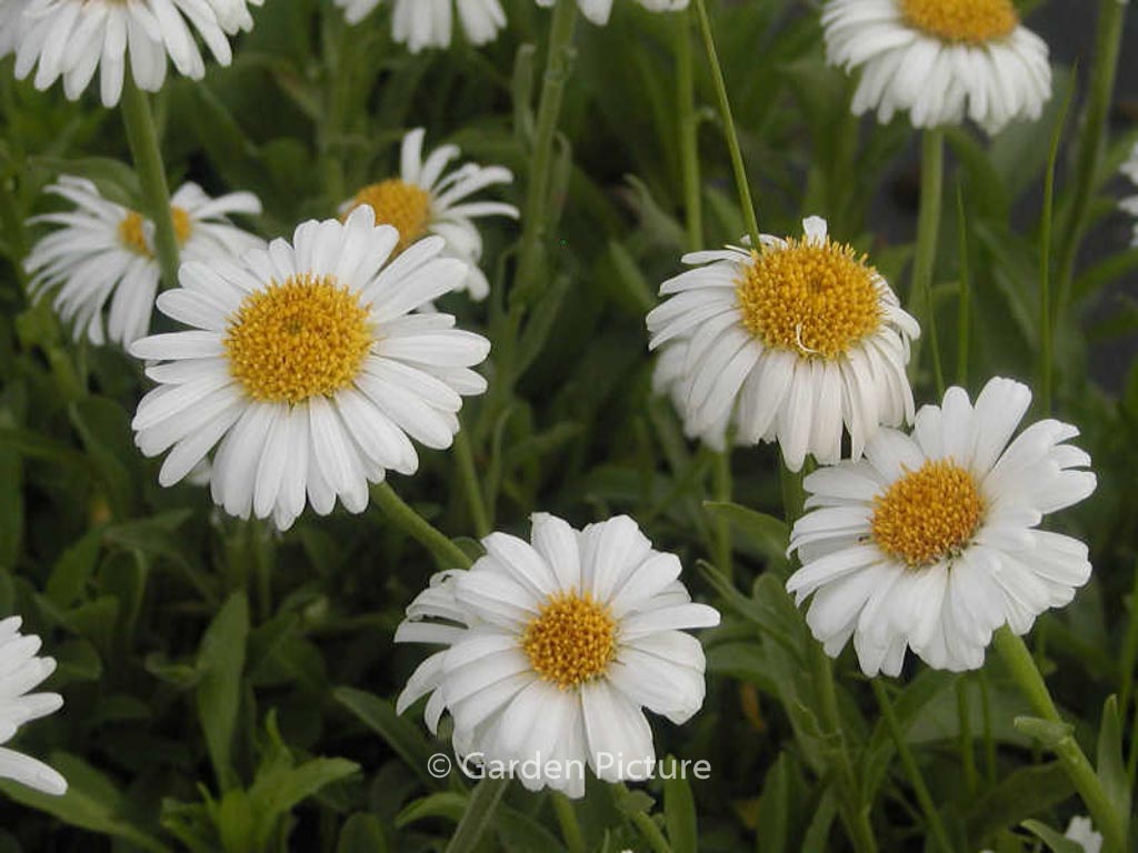 Aster alpinus 'Albus'
