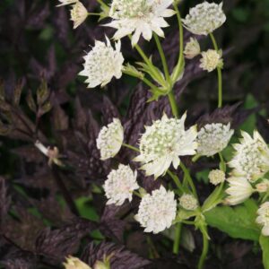 Astrantia major 'Alba'