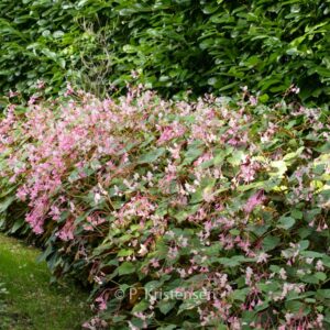 Begonia grandis 'Evansiana'