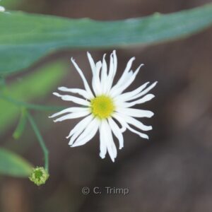 Boltonia asteroides 'Snowbank'