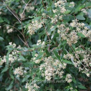 Buddleja auriculata