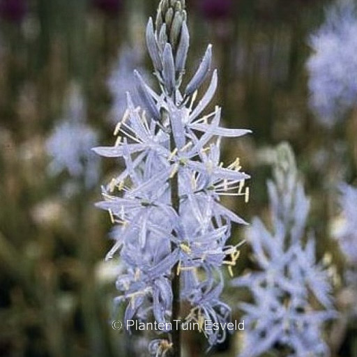Camassia cusickii