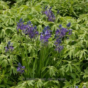 Camassia quamash