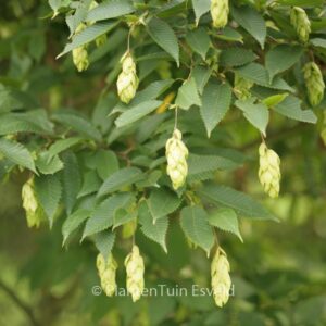 Carpinus japonica
