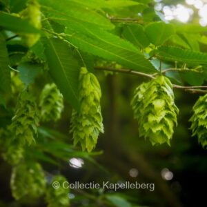 Carpinus japonica 'Chinese Lantern'