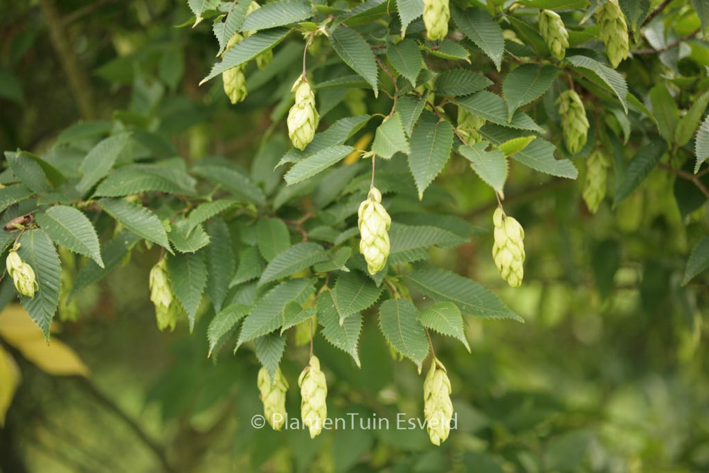 Carpinus japonica