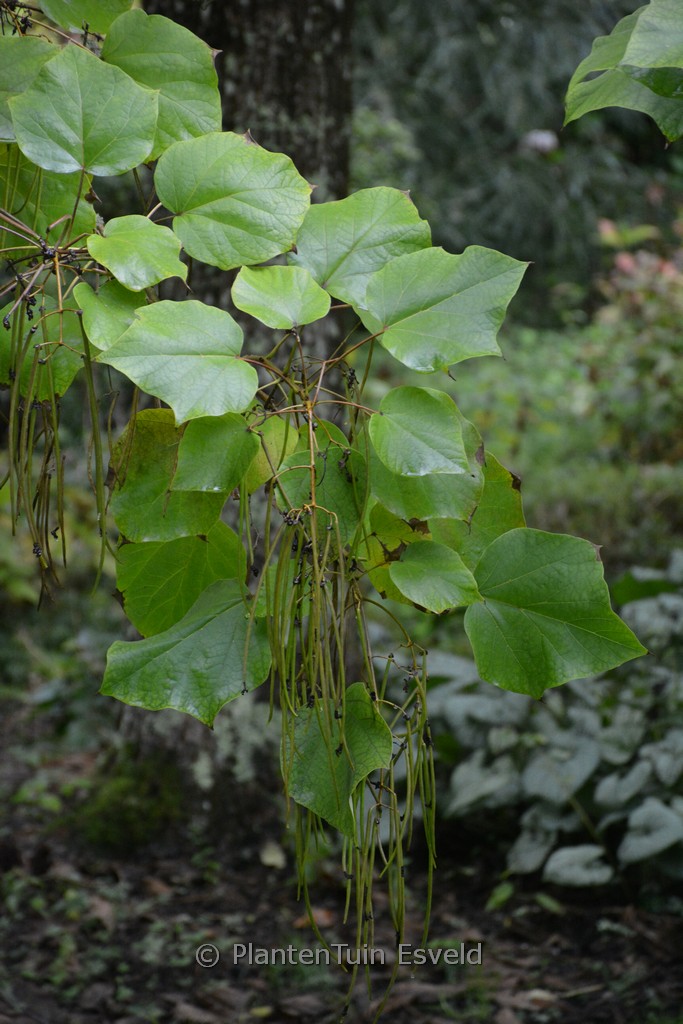 Catalpa ovata