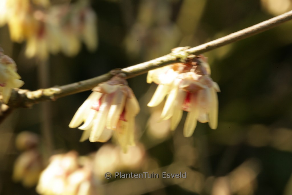 Chimonanthus praecox 'Concolor'