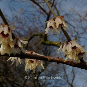 Chimonanthus yunnanensis