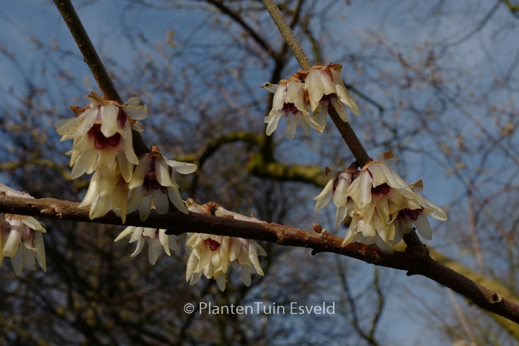 Chimonanthus yunnanensis