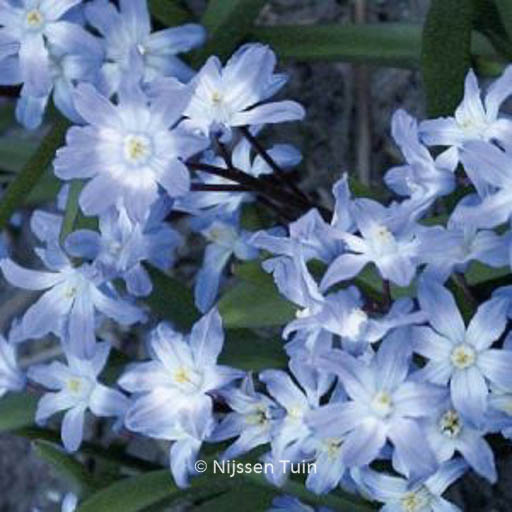 Chionodoxa forbesii 'Blue Giant'