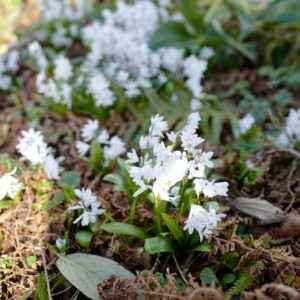 Chionodoxa luciliae 'Alba'