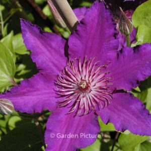 Clematis 'Maria Louise Jensen'